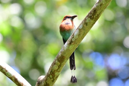 Beautiful Broad-billed Motmot bird perched on  a tree branchの写真素材