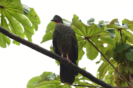 View of a Crested Guan male perched on a tree branch in the rain forest of Costa Ricaの写真素材