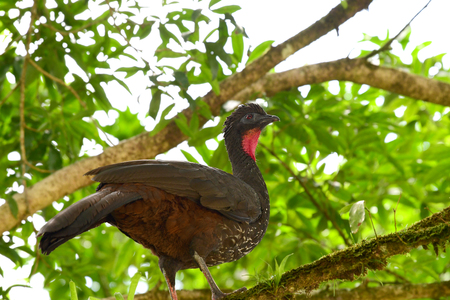 View of a Crested Guan perched on a tree branch in the rain forest of Costa Ricaの写真素材