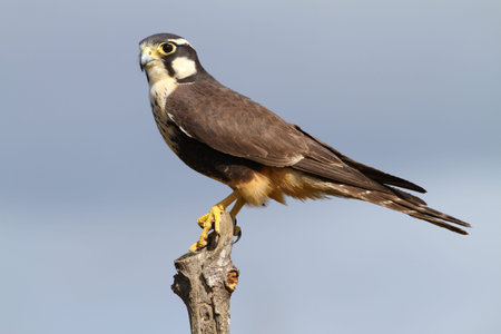 Close up of a Beautiful Aplomado Falcon perched on a fence postの写真素材
