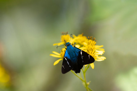 Beautiful Astraptes fulgerator Skipper butterfly on a wild yellow flowerの写真素材