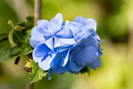 Close up view of a beautiful Hortensia flower