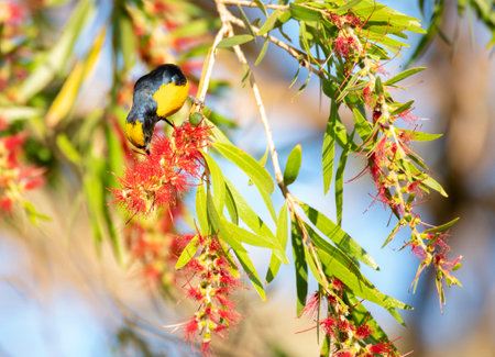 Male  Yellow-crowned Euphonia (Euphonia luteicapilla) feeding on red bottlebrush flowersの写真素材
