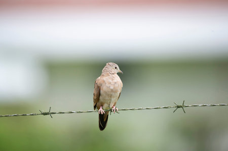 Small Ruddy Ground Dove (Columbina talpacoti) perched on a fence  barbedwire