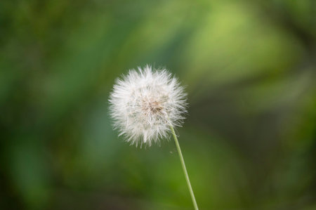 Close up of a Dandelion flower with a lush green background