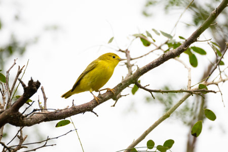 Beautiful American Yellow Warbler (Setophaga petechia) perched on a macano tree branch in central Panama.の写真素材