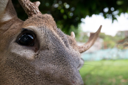 Close up of a male deer faceの写真素材