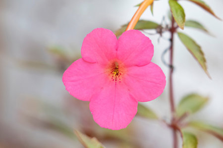 Close up of a beautiful pink pansie flowerの写真素材