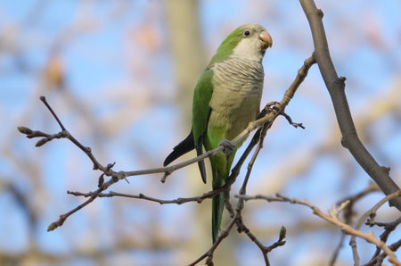 Beautiful Monk Parakeet  perched on a tree trunk in Barcelona, Spain.の写真素材