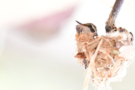 Young Garden Emerald (Chlorostilbon assimilis) hummingbird chick in the nestの写真素材