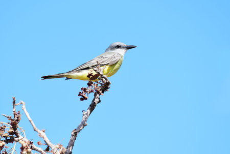 Beautiful Tropical Kingbird (Tyrannus melancholicus) perched on a tree with a blue sky in the...