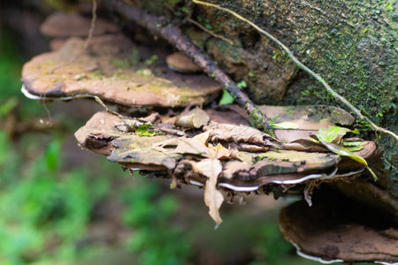 Close up view of wild mushrooms growing on the trunk of a fallen tree in a rainforest