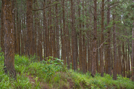 View of a lush pine forest with many trees near a mountain road