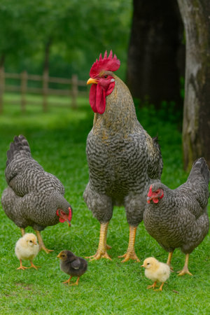 AI-generated image of a rooster, hens, and baby chicks in a green farmyard. The proud rooster with a vivid red comb stands tall while two hens forage nearby.の素材