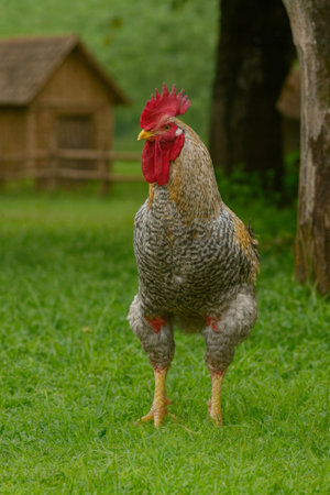 AI-generated image of a large, proud rooster standing alert on green grass in front of rustic wooden huts and a fence.の素材