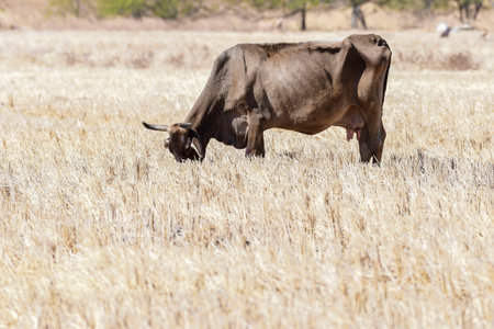 A thin brown cow grazes in a dry, golden pasture under the sun. Its ribs are visible, and it lowers its head to feed on sparse stubble. The open field stretches into the distance, with faint traces of trees and fencing in the background.の写真素材