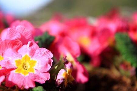 Pink Flowers is in the Black Dragon Lake.の写真素材