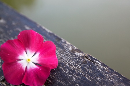 Pink flower on the wood.の写真素材