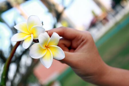 Two frangipani on the treeの写真素材