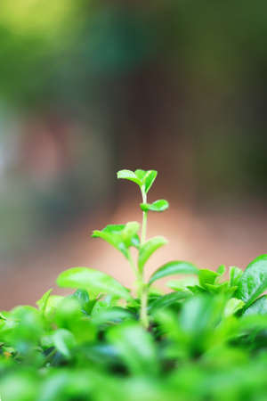 Only the best one Business can grow fast than other business.の写真素材