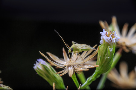 An insect   in the fieldの写真素材