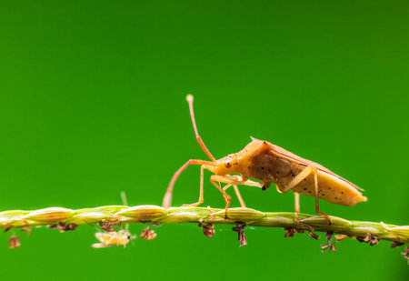 Macro photography with insect
