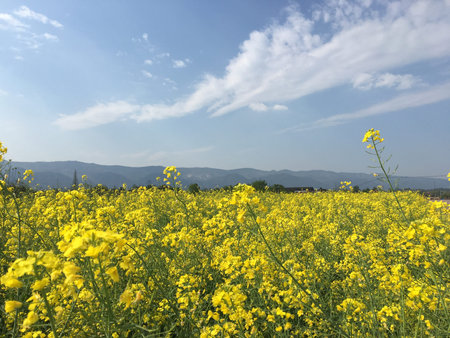 Rape flower