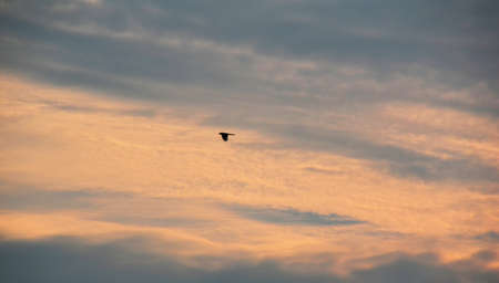 going homeの写真素材