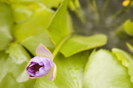 Flowerの写真素材