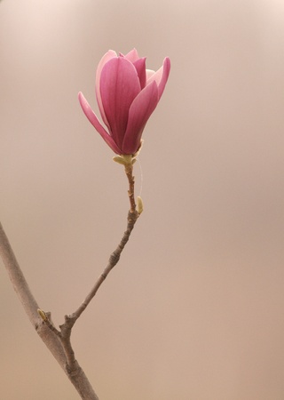 yulanの写真素材