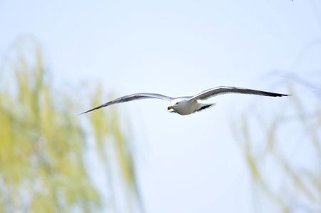 a sharp-eyed black-tailed gull in flightの写真素材