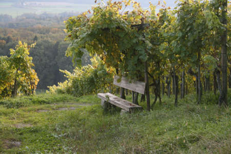 Holzbankの写真素材