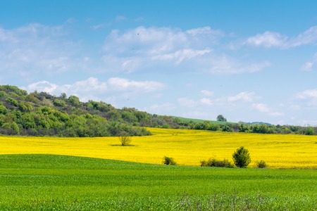 Yellow rape and green grass meadow with a beautiful skyの写真素材
