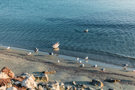Elegant white swans swim in winter seaの写真素材