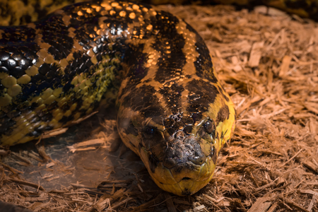 Scary snake in the terrarium lie flatの写真素材