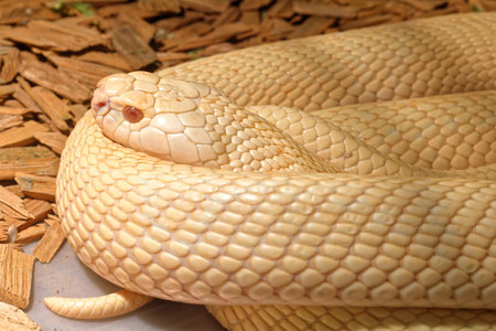 Scary snake in the terrarium lie flat