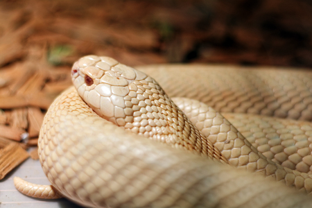 Scary snake in the terrarium lie flatの写真素材