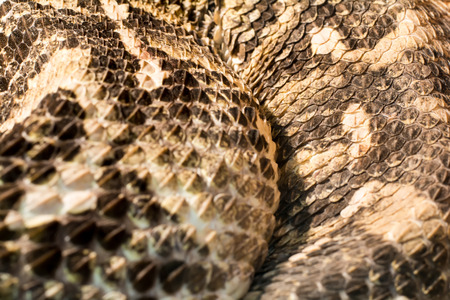 Scary snake in the terrarium lie flatの写真素材
