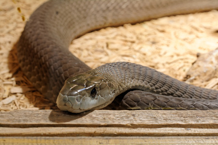 Scary snake in the terrarium lie flatの写真素材