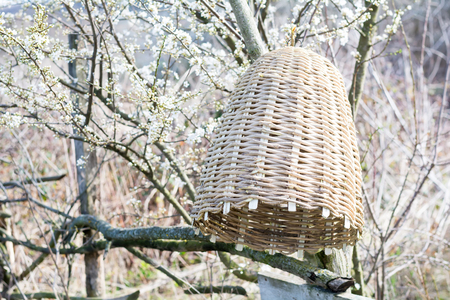 Handmade hive of bees to capture bee swarms in natureの写真素材