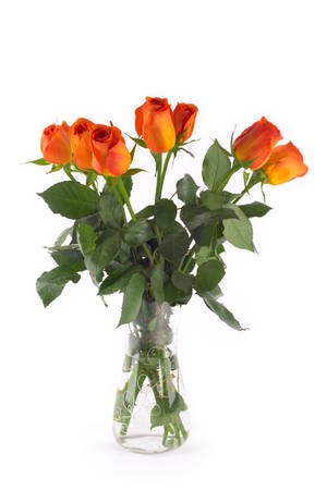 Rose flowersの写真素材