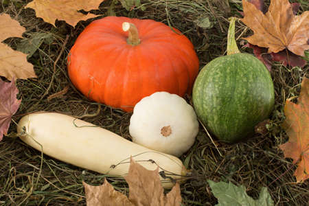 Pumpkin fall harvest on hay and leavesの写真素材