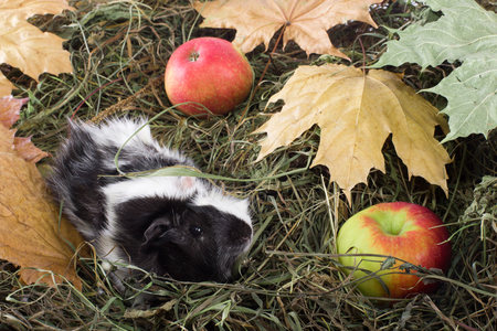 Guinea pig outdoors in hay and leavesの写真素材