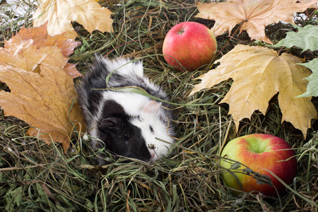 Guinea pig outdoors in hay and leavesの写真素材