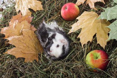 Guinea pig outdoors in hay and leavesの写真素材