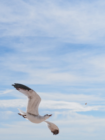 Single seagull flying in the air and trying to catch a piece of food. The bird is at the bottom of the picture. Cloudy blue skies in the background.の写真素材