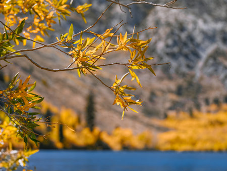 Colorful autumn tree branch against the mountain lake surrounded by bright yellow vegetation....