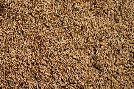 Von wholemeal oat grain harvested from the fieldsの写真素材