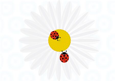 On the background-color daisy on which crawl two ladybugs.のイラスト素材