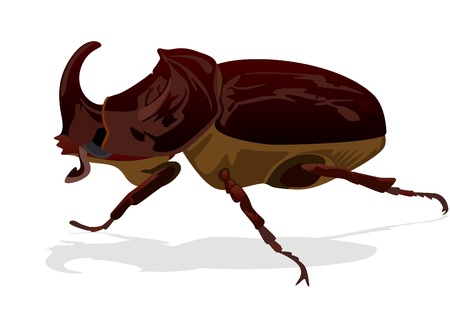 Illustration depicting a rhinoceros beetle on white backgroundのイラスト素材